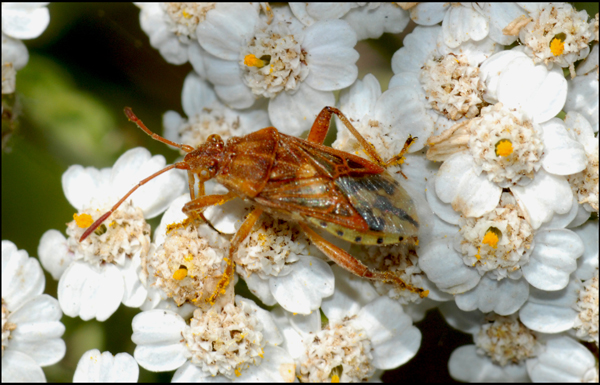 Rhopalidae: Stictopleurus sp. dell''Emilia (MO)